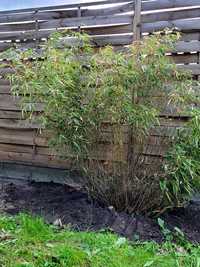 Bambus ok.1.8m z gruntu