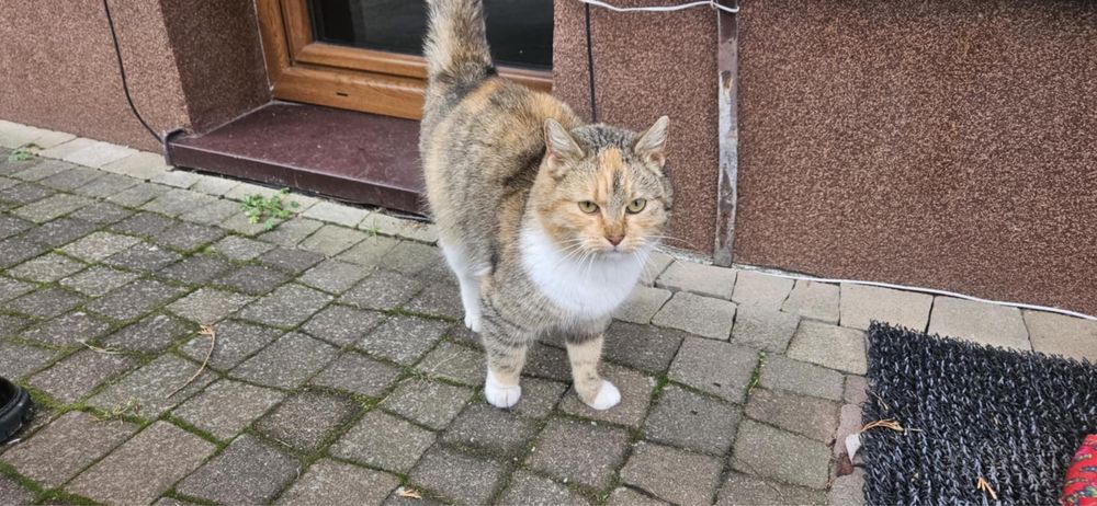 Nie ma dla nich miejsca. Nikt ich nie chce
