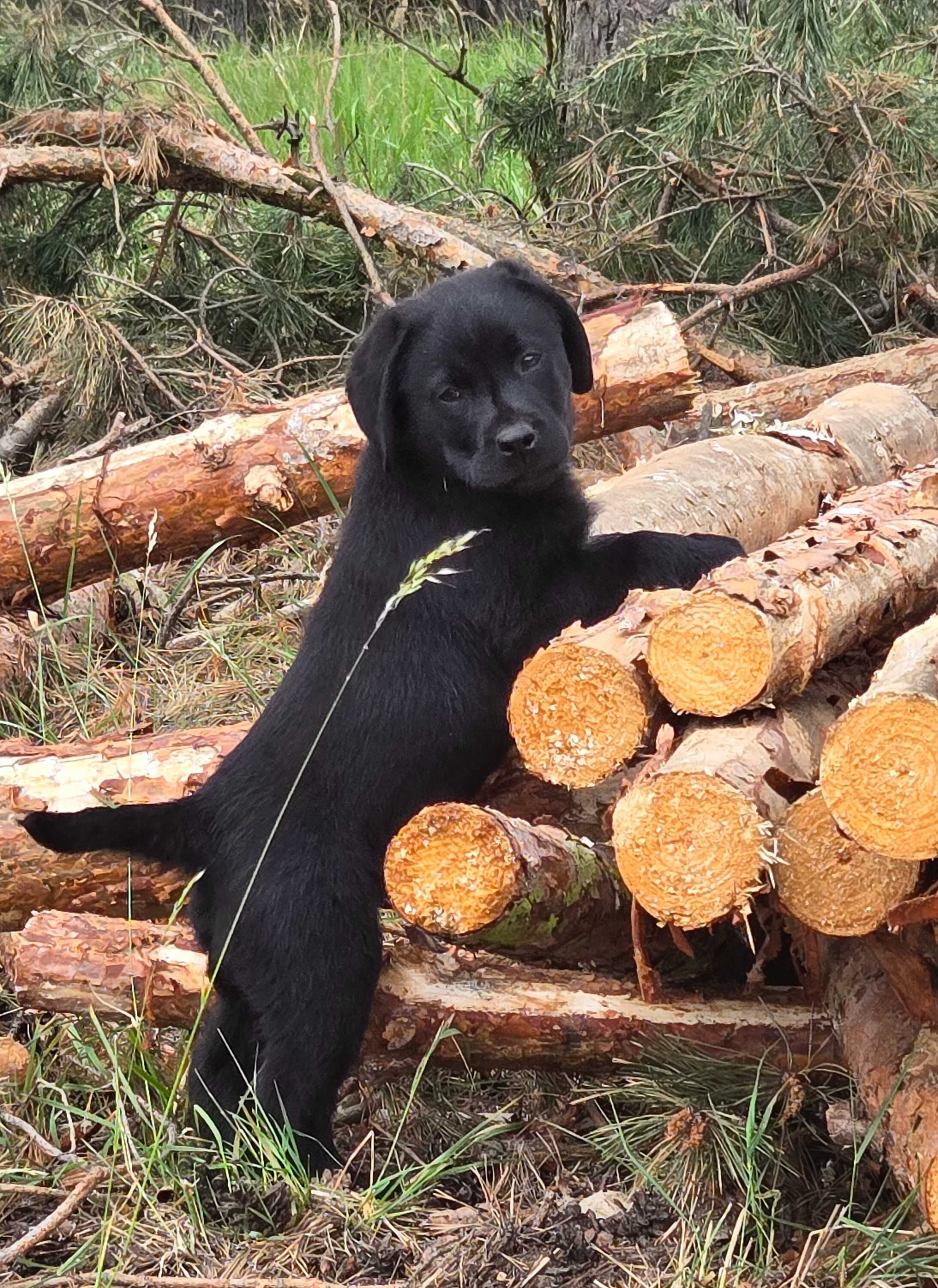 Labrador Retriever FCI Linia użytkowa