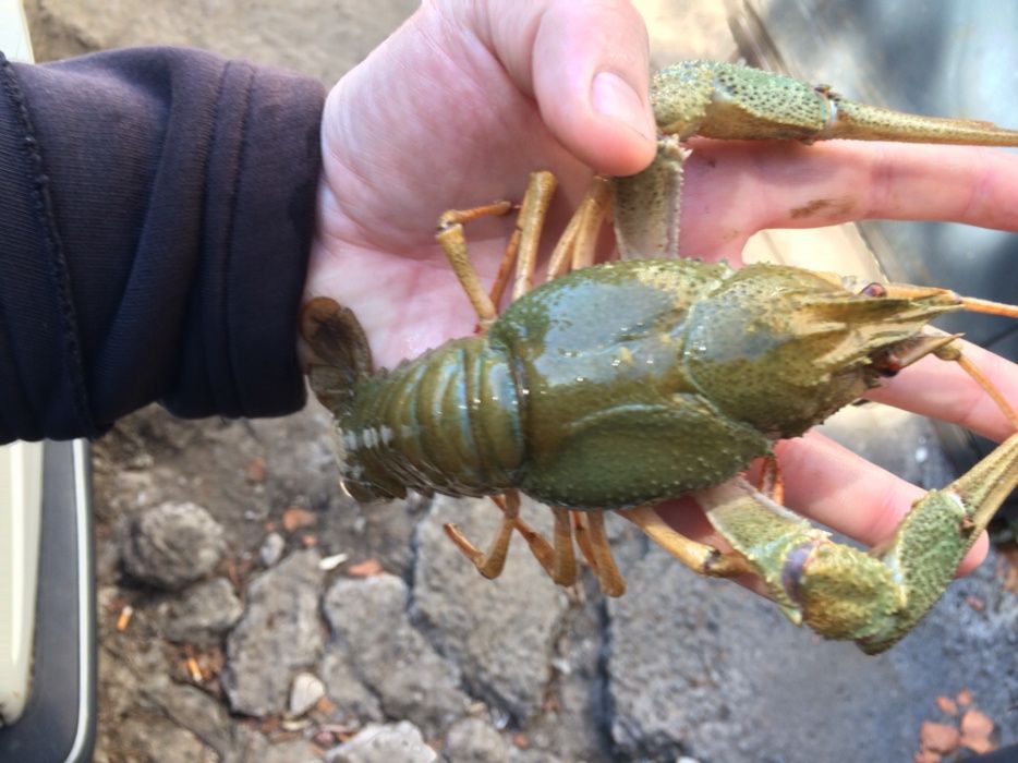 Раки живі та варені ! Вишгород, Хотянівка, Нові Петрівці