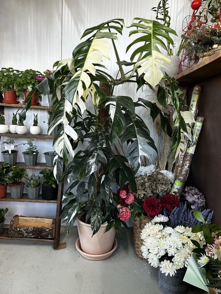 Epipremnum pinnatum alba variegata