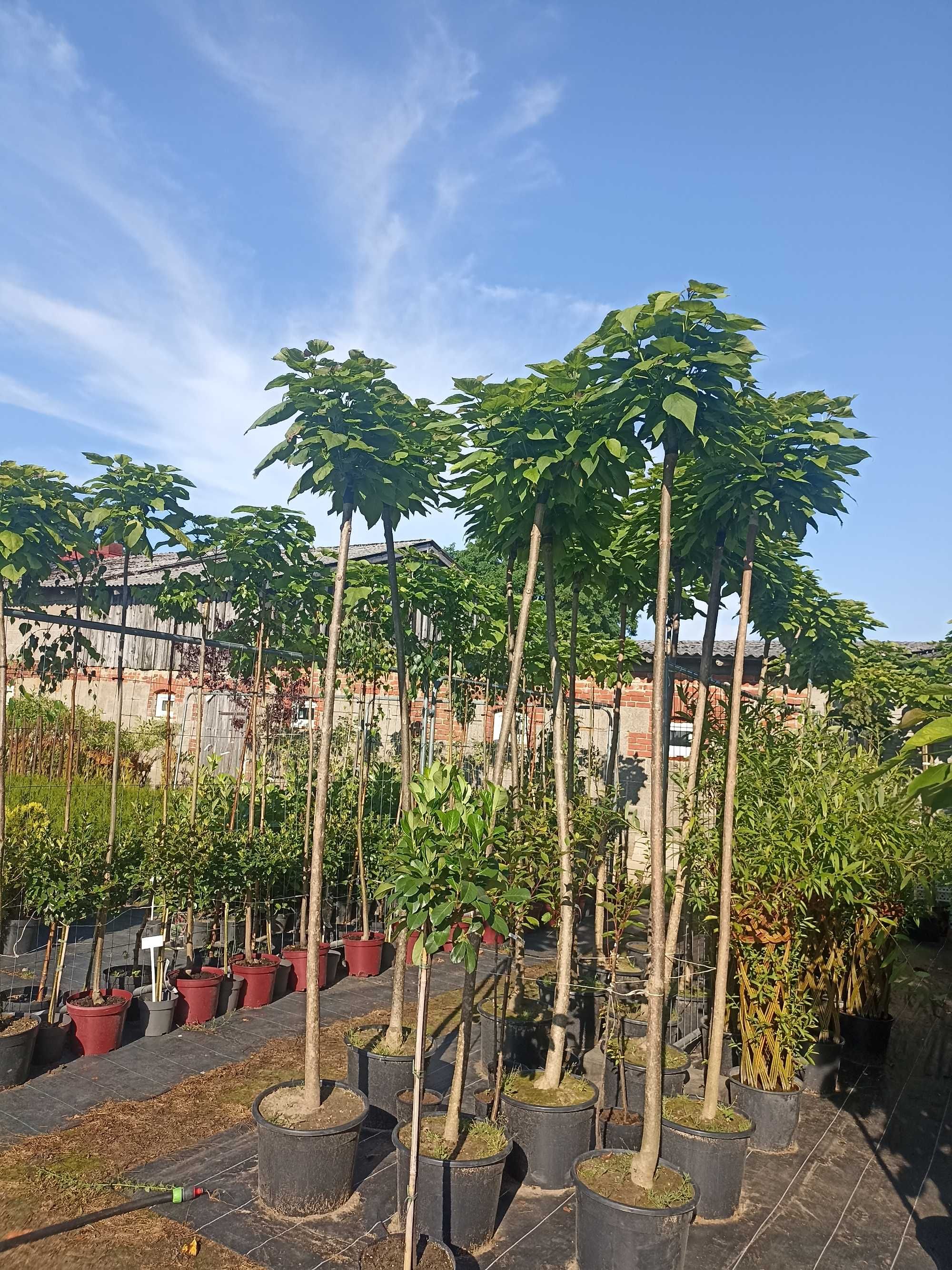 Katalpa NANA 160cm -290cm