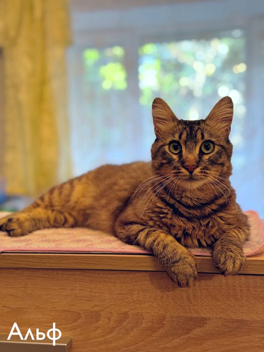 Полосатый котик, 1 год , Альф