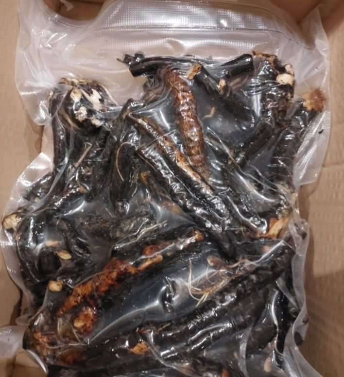 Żywokost świeży korzeń 1 kg zbiór Sudety, Bieszczady