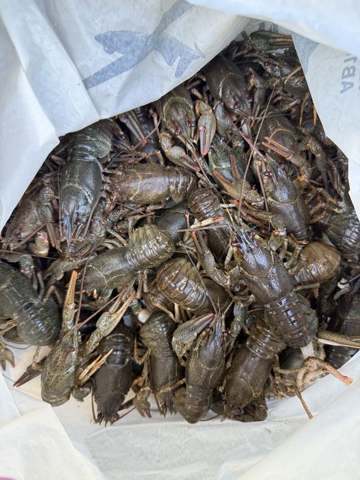 Живые раки . Мелкий ,средний ,крупный!