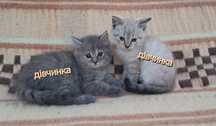 Котики безкоштовно, котенятка
