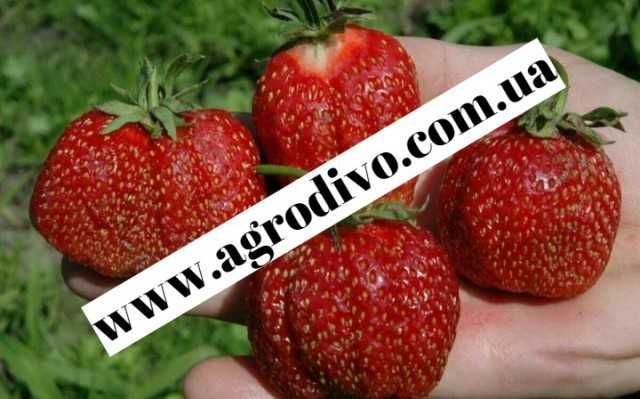 Саджанці плодових дерев, кущів, троянд на agrodivo.com.ua