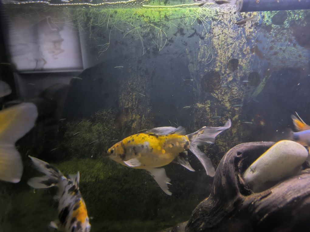 Vendo vários peixes