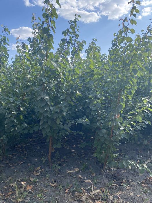 Саджанці Плодових Дерев/ОПТ, Роздріб, Дроп