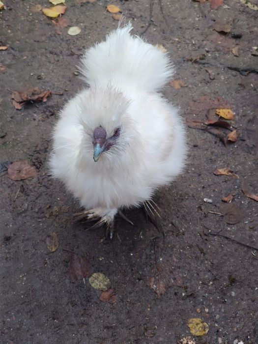 Kogut silka USA, silki, biały, z mają.