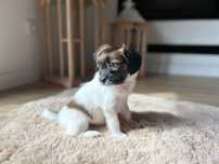 Szczeniak Papillon Spaniel Kontynentalny