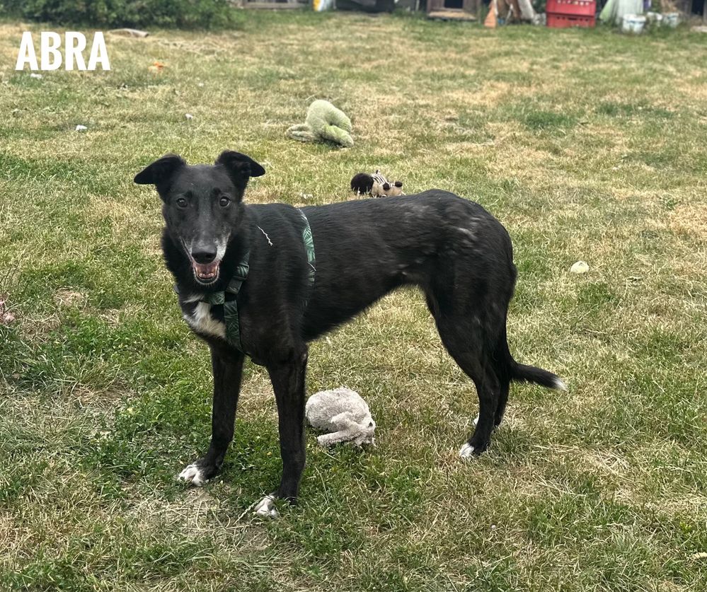 Charcica Abra, delikatna. Łagodna szuka domu