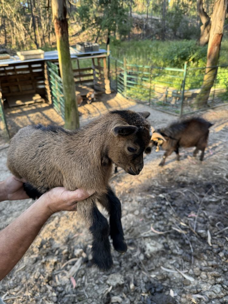 Cabrito anão com 3 meses
