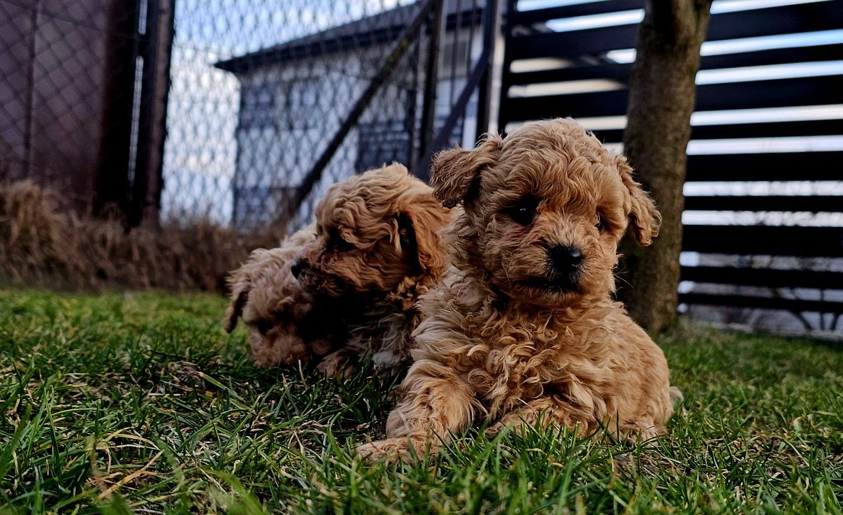 Bichpoo friespoo f1 piesek (maltipoo)