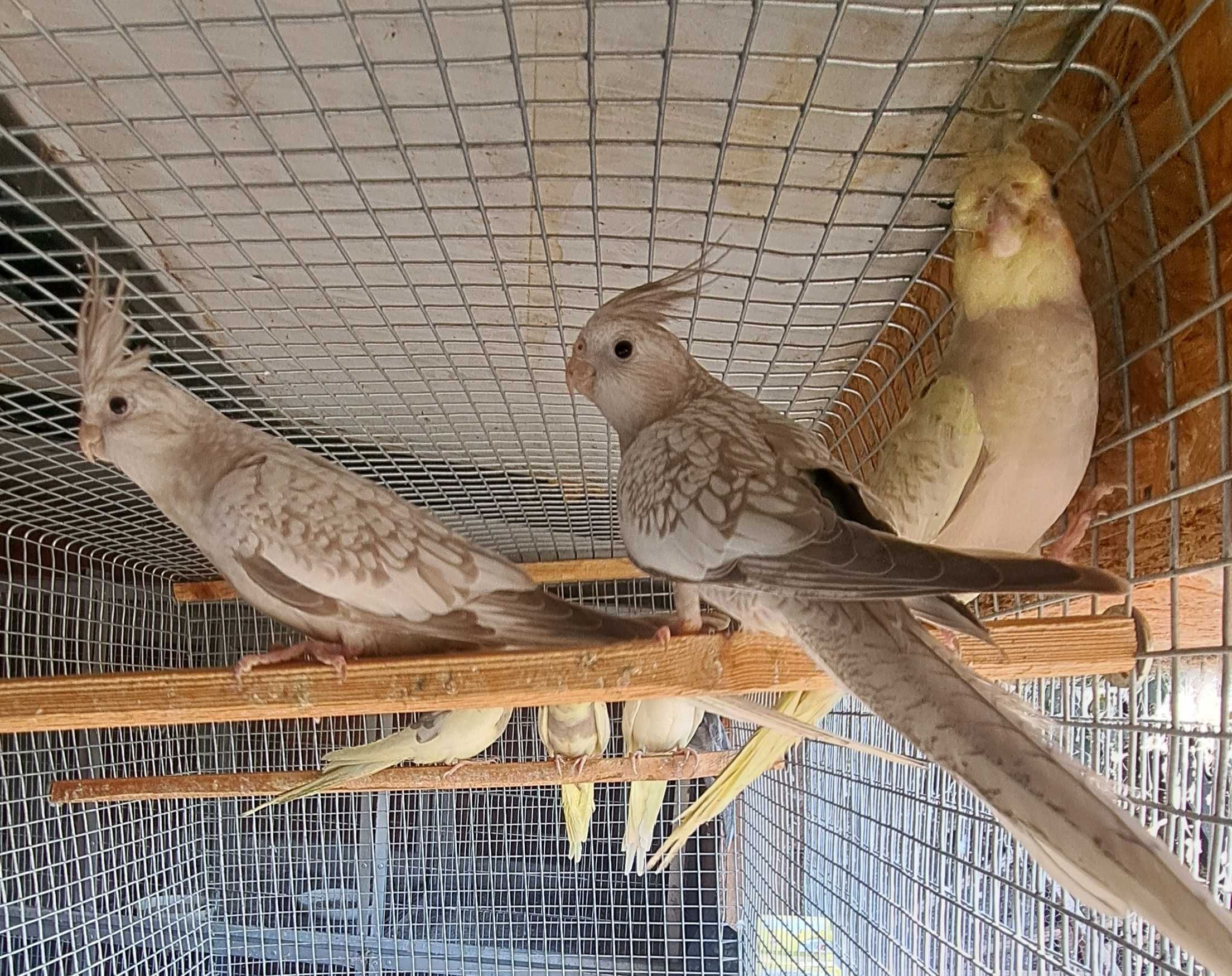 Disponíveis caturras, periquitos e agapornis