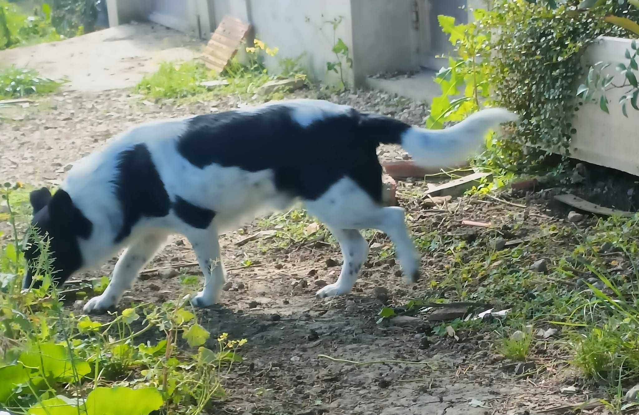 Pirata para adoção responsável