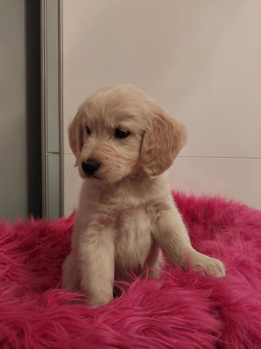 Golden Retriever pieski