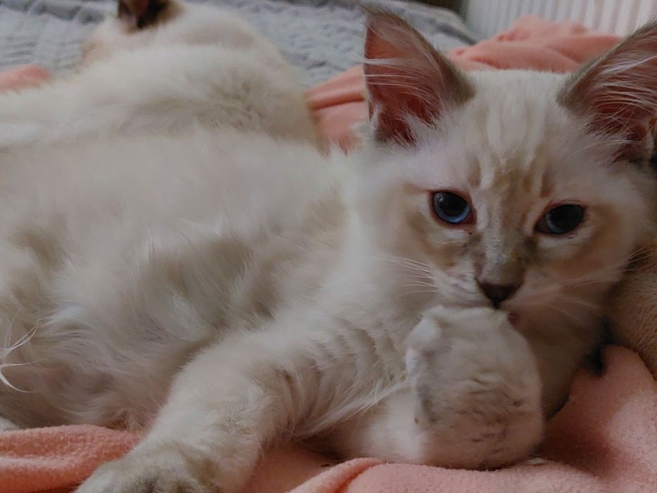 CLAUDE kocurek  Ragdoll FPL/FIFE