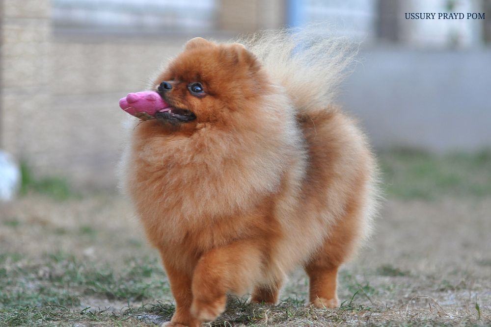 Гарна дівчинка Уссурі