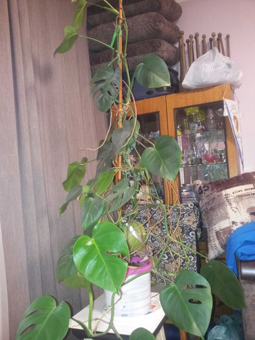 Продам кімнатну рослину монстеру