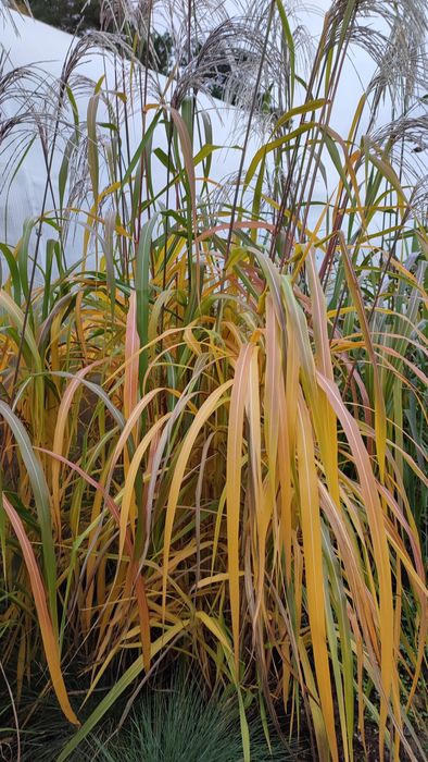 Trawy ozdobne , miskant chiński Memory w doniczkach 3 l.