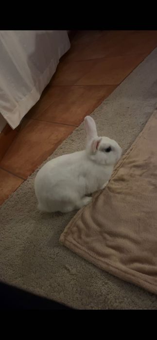 Coelho anão mini holandês-  Muito dócil.