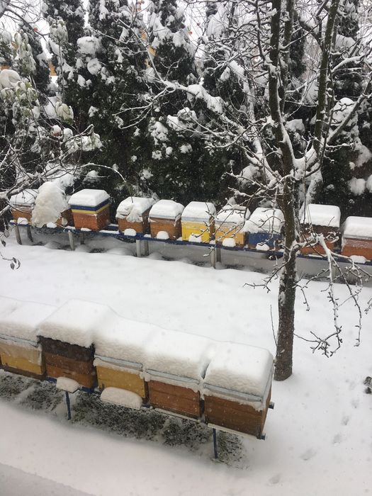 Продам бджоло пакети! 2025рік. Бджола карніка, матки ф 1