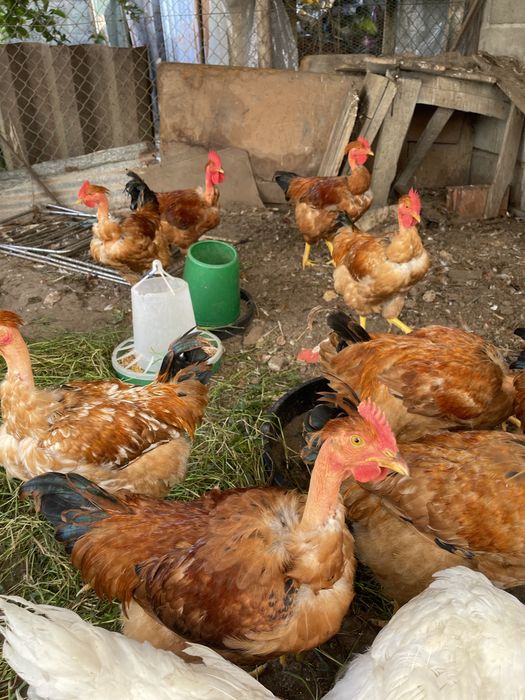 Frangos caseiros vermelhos 4 messes