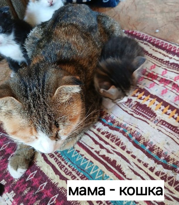 Отдам котенка от веслоухой кошки