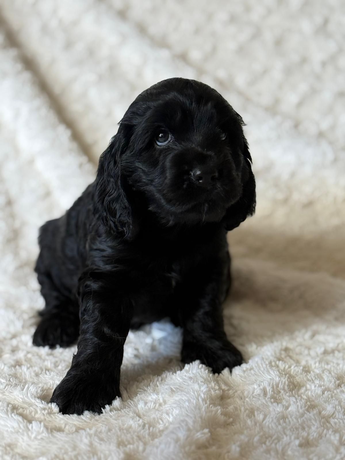 Cocker Spaniel Angielski - pies Agent