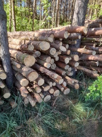 Drewno sosnowe opałowe