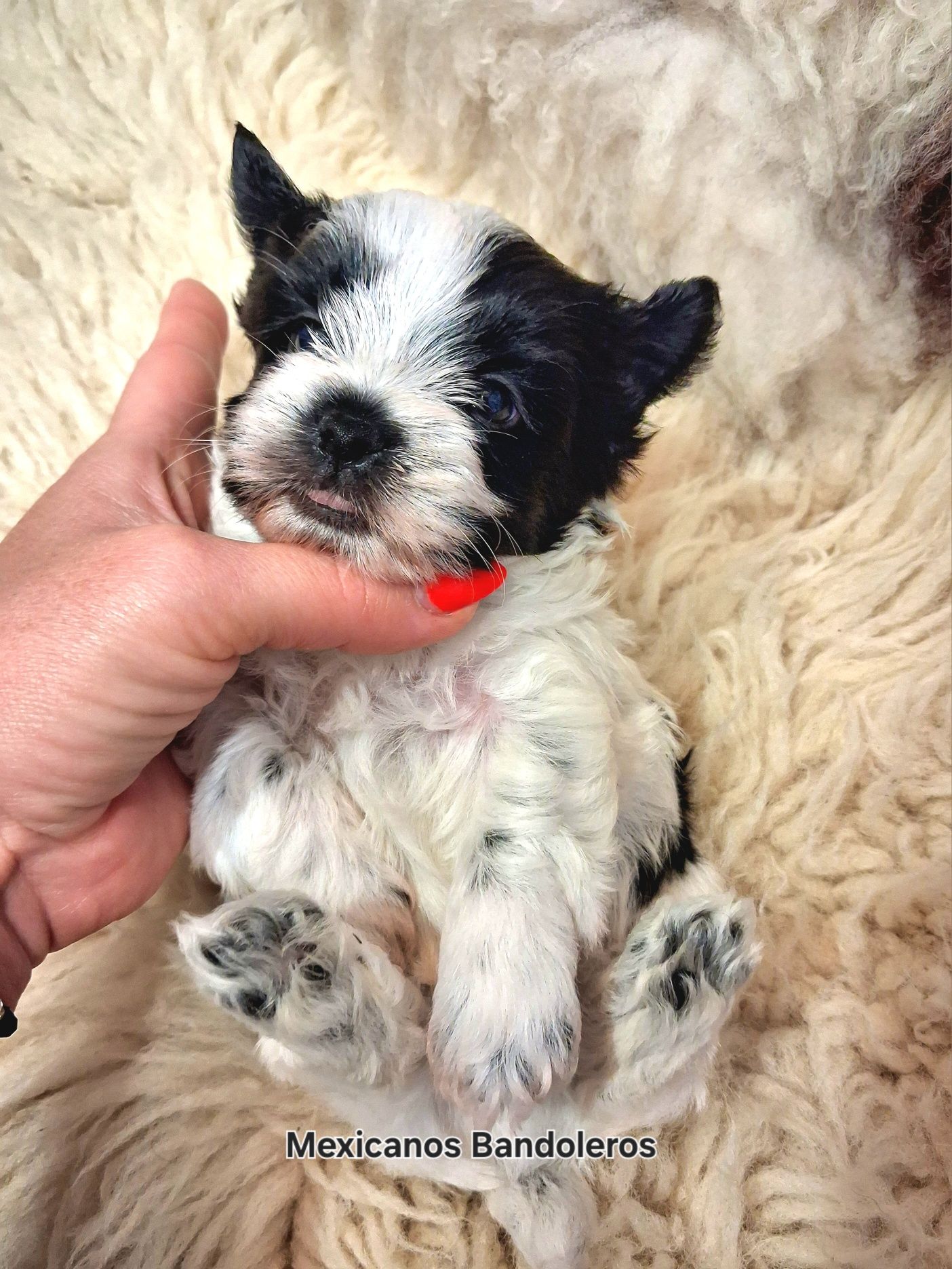 NAJPIĘKNIEJSZY WHITE&BLACK yorkshire terrier . Cudny chłopczyk  !