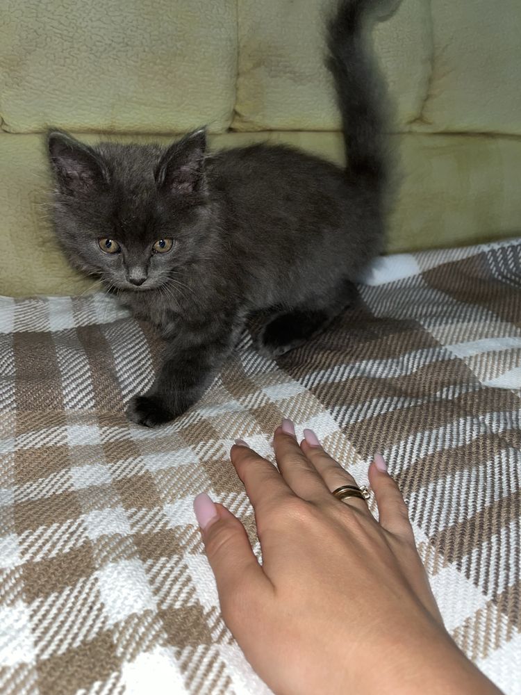 Віддам котиків у добрі руки