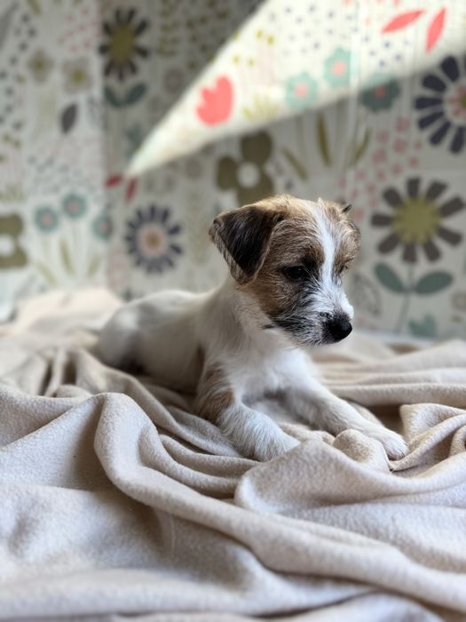 Jack Russel Terrier- wyjątkowa sunia JRT