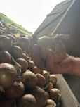 Cebula zimowa Senshyu yellow/Augusta