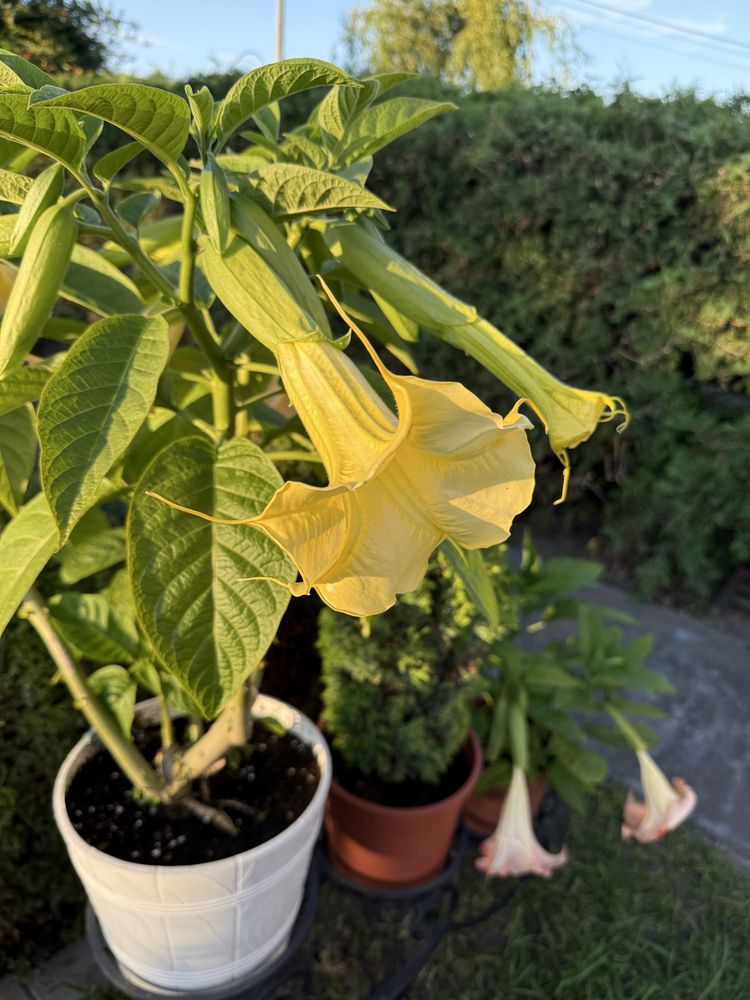 Datura kwitnąca 1 metr wysokości zdrowa