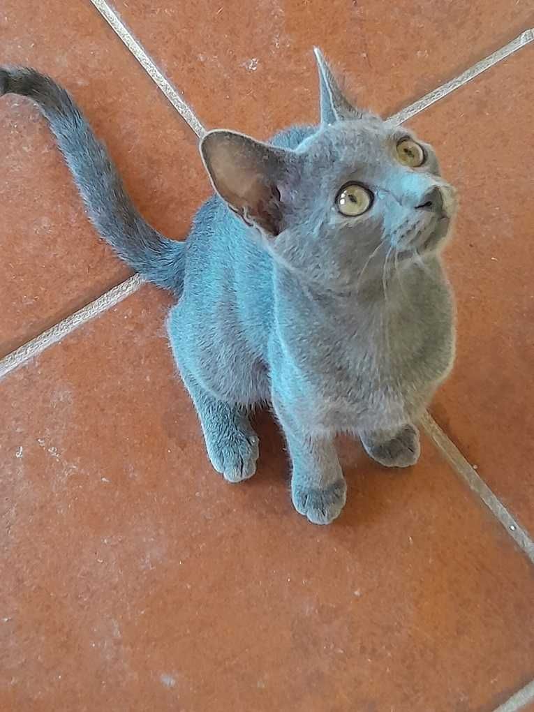 Linda Gatinha Azul Clara Amor em casa