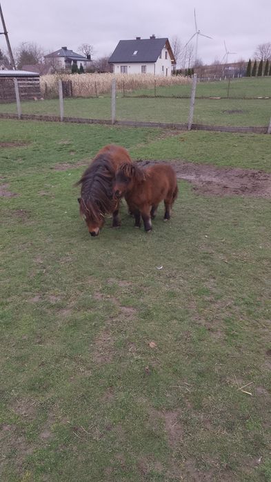 Kucyk  kuc szetlandzki klacz z ogierkiem