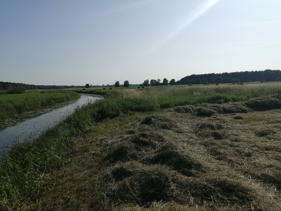 Siano pierwszy pokos