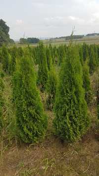 Thuja Szmaragd 160 cm,chusta Jutowa, kopana,donica różne rozmiary