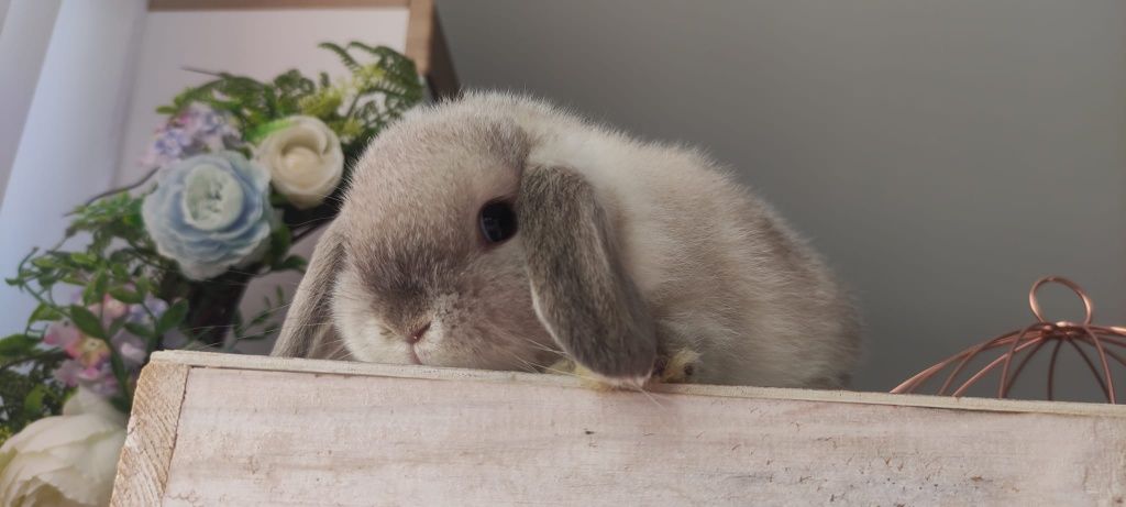 Królik Mini Lop gotowe na nowy dom