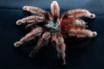 Caribena versicolor L1 - mini hurt