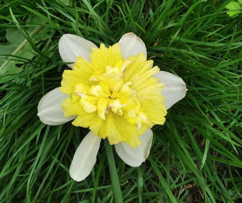 Нарцис сортовий, мікс