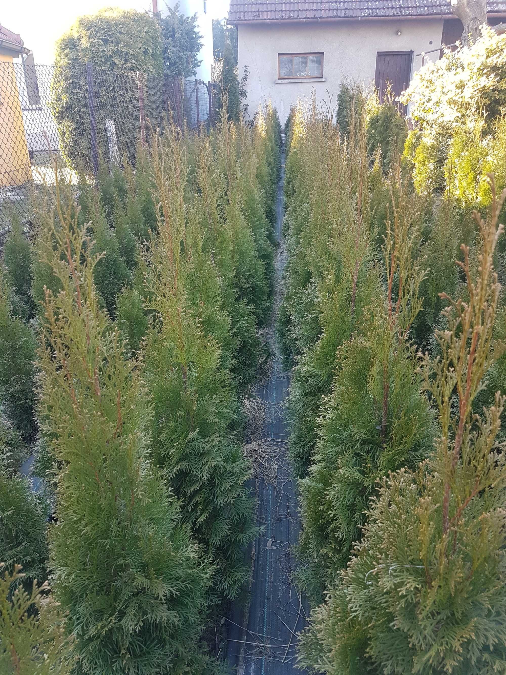 Tuja ,Thuja, Tuje, Thuje Szmaragd