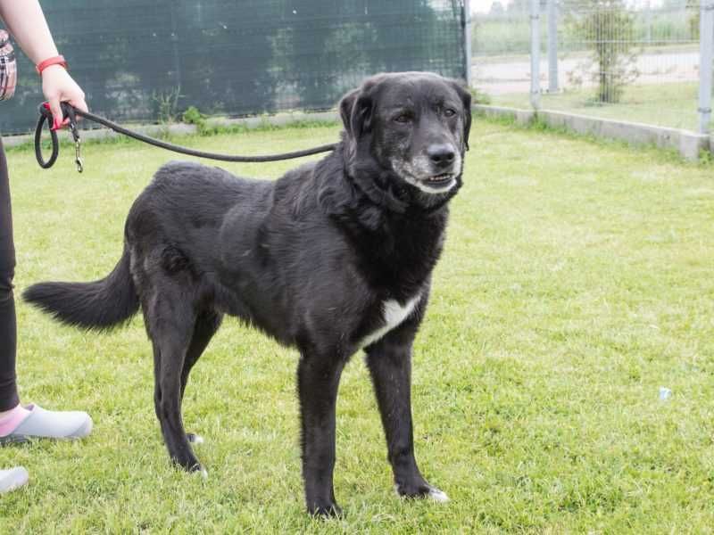 Liber - w typie Labrador; przyjazny, wesoły i spokojny