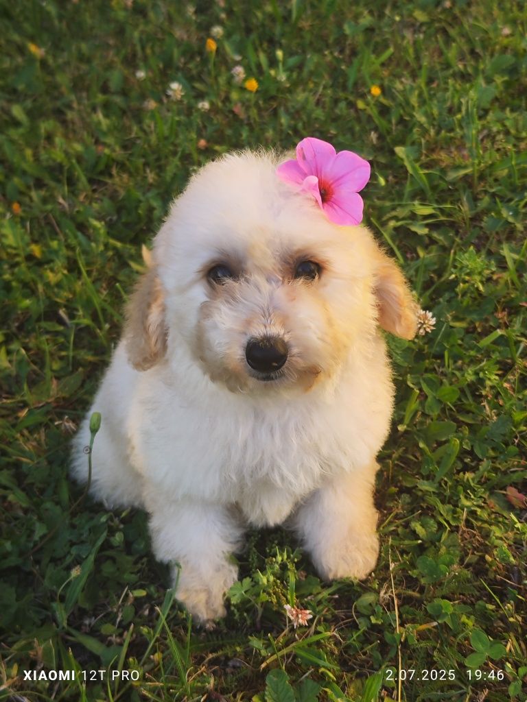 Maltipoo F1 cudowne szczenię