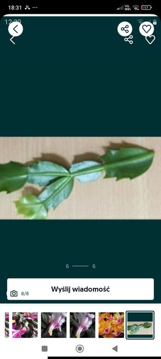 Grudniki żółte i łososiowe