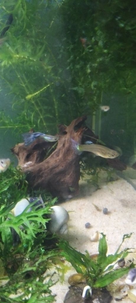 Guppys. Criação própria.