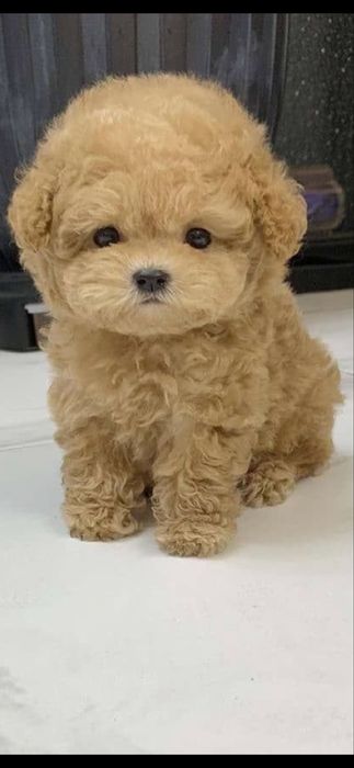 От 800€ Мальтипу ф1 Мальтипу ф2