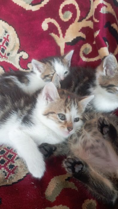 Віддам в добрі руки дівчинка і два котики,добру і люблячу сім'ю